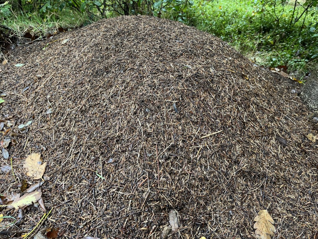 Myretue i Stursbøl plantage.
